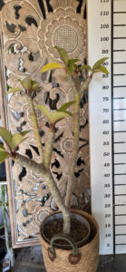 Plumeria rubra "Thumbalina"