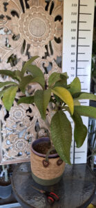 Plumeria rubra "Parameno"